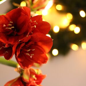 IMG_9552 Andra advent och Öppet hus 2015