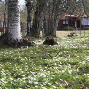 sätergläntan-vår-exteriör-01 sätergläntan-vår-exteriör-01